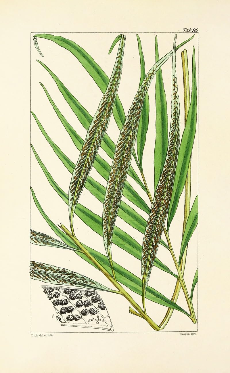 Wiek paproci Pl.86 (1854) plakat wydruk autorstwa Williama Jacksona Hookera (24 x 36)
