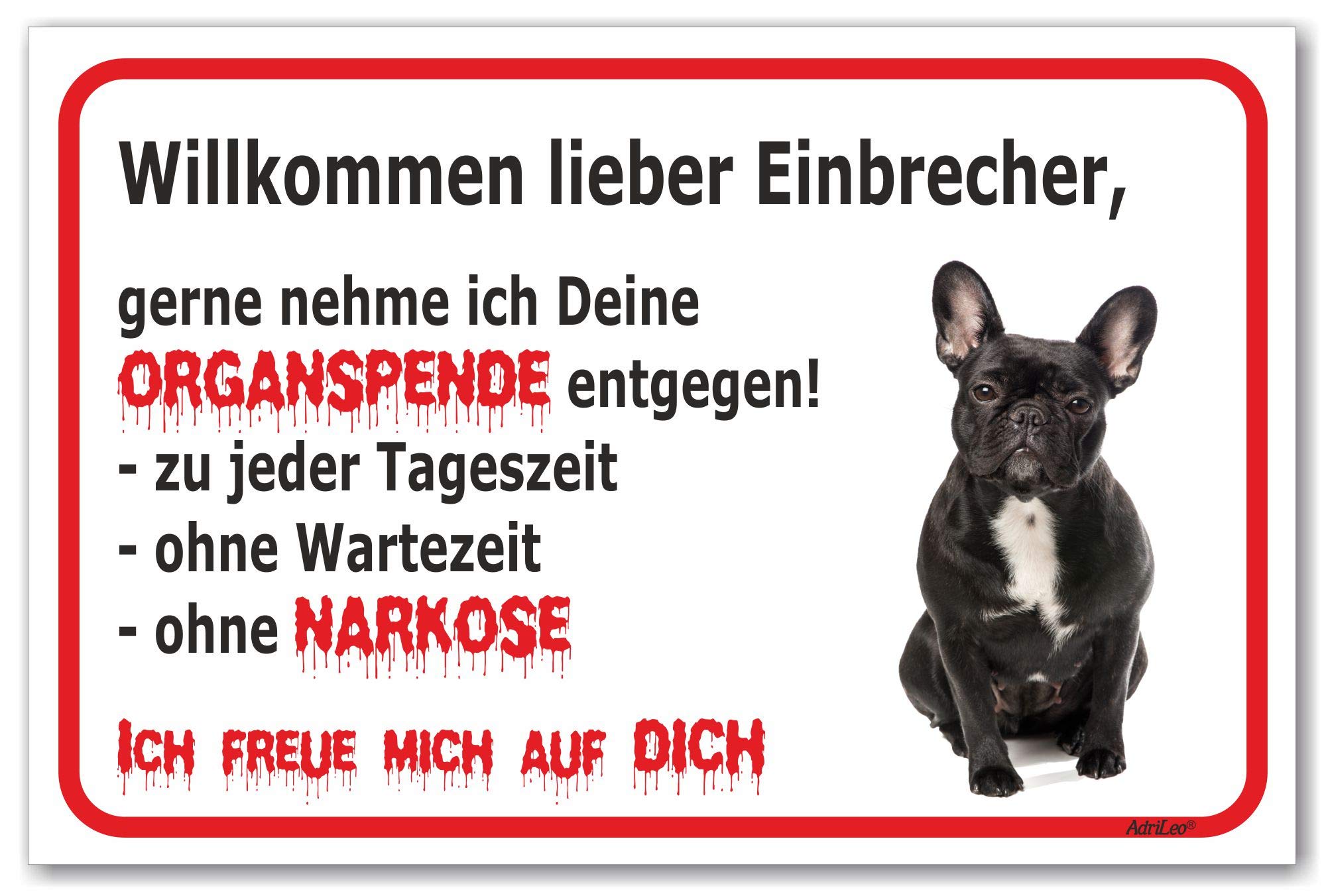 Braune Französische Bulldogge Die Sich Auf Den Boden Legt Foto Und Bild zum  kostenlosen Download - Pngtree, image size:2000x1352