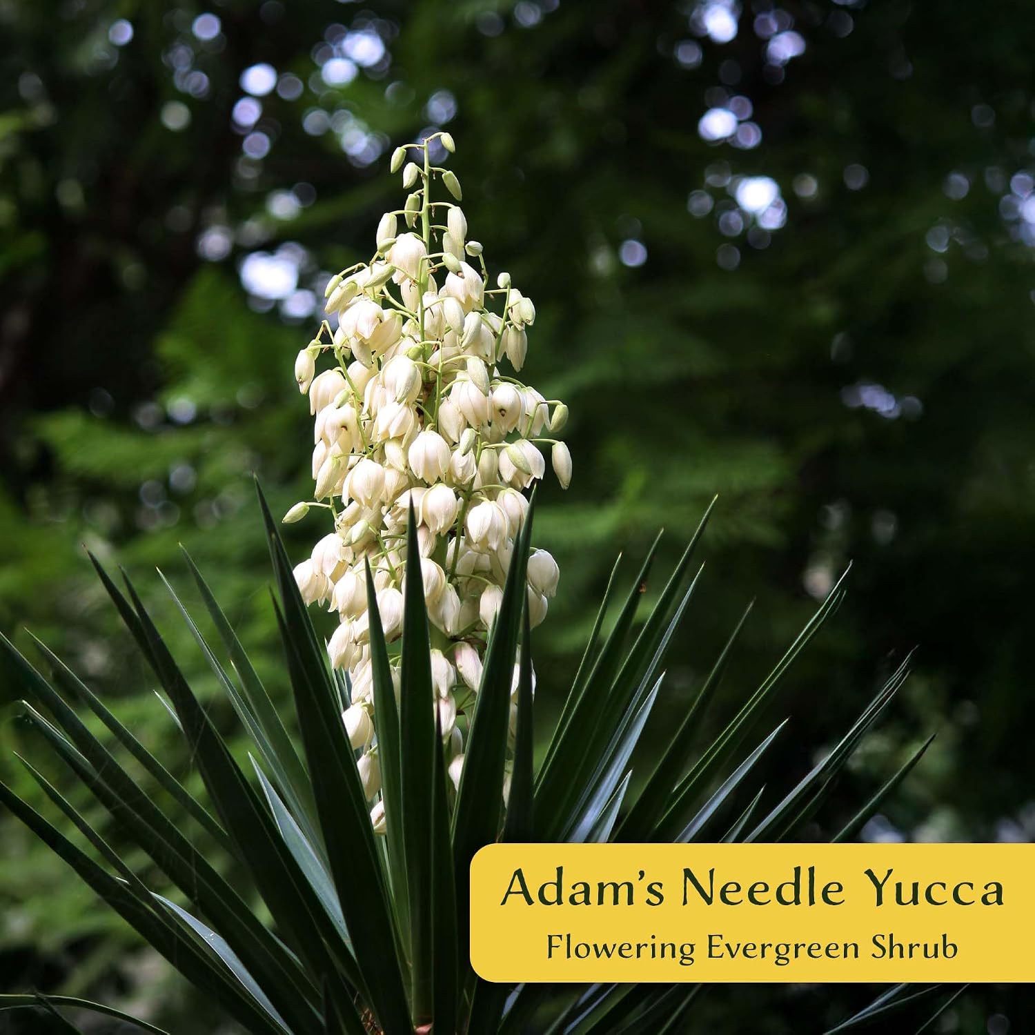 2 Adam’s Needle Yucca (Yucca filamentosa) | Evergreen Perennial with Sword-Like Foliage and Hardy Growth Habit | 3.5” Nursery Cubes, Ready-to-Plant Live Starter Plants