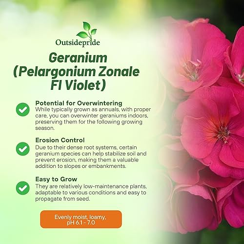 Miniatura 3 de Outsidepride Plantas de flores de jardín de geranio violeta para contenedores cestas camas y cajas de ventana 25 semillas