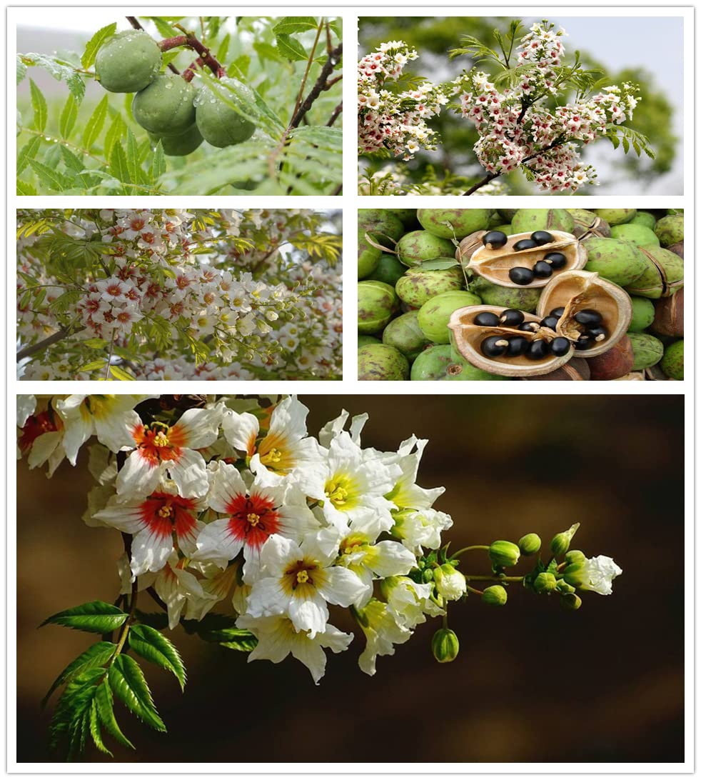 5 Seeds of Xanthoceras Sorbifolium