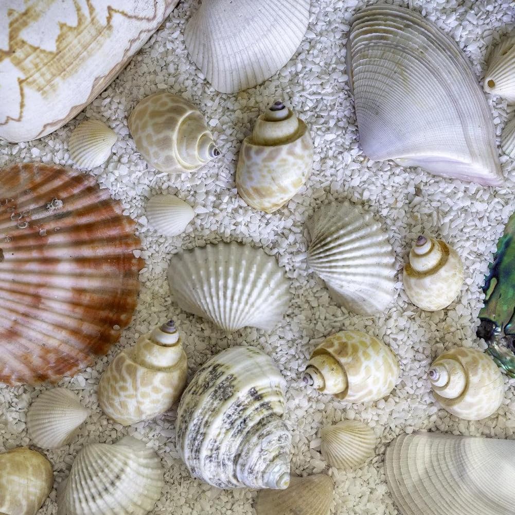 Conchiglie Decorative Naturali - 120 G, Mix Con Stelle Marine, Per Fai Da Te E Decorazioni - Foto 10