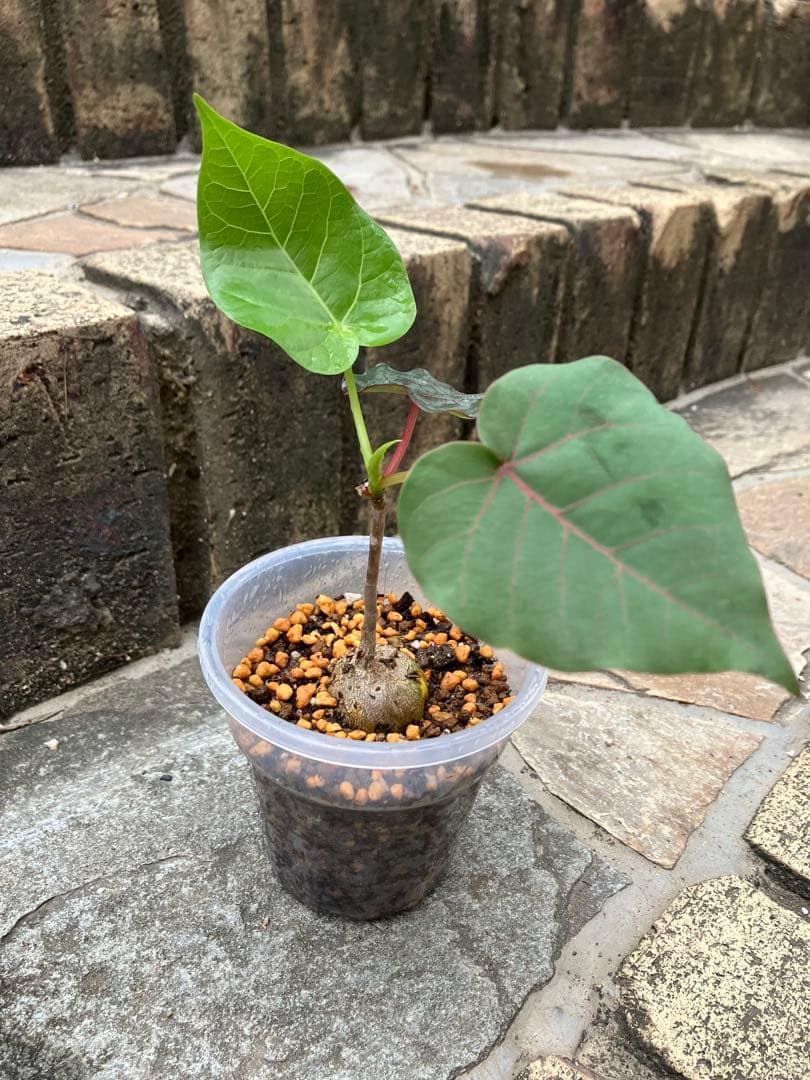 Amazon｜塊根植物ぷっくり実生苗フィカスペティオラリス｜観葉植物