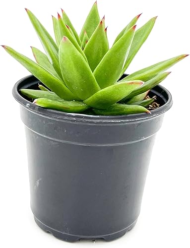 ragnaroc Plantas suculentas vivas  Echeveria Agaviodes Ebony, enraizadas en maceta de 4 pulgadas  1 unidad  Llegada viva garantizada  Plantas de