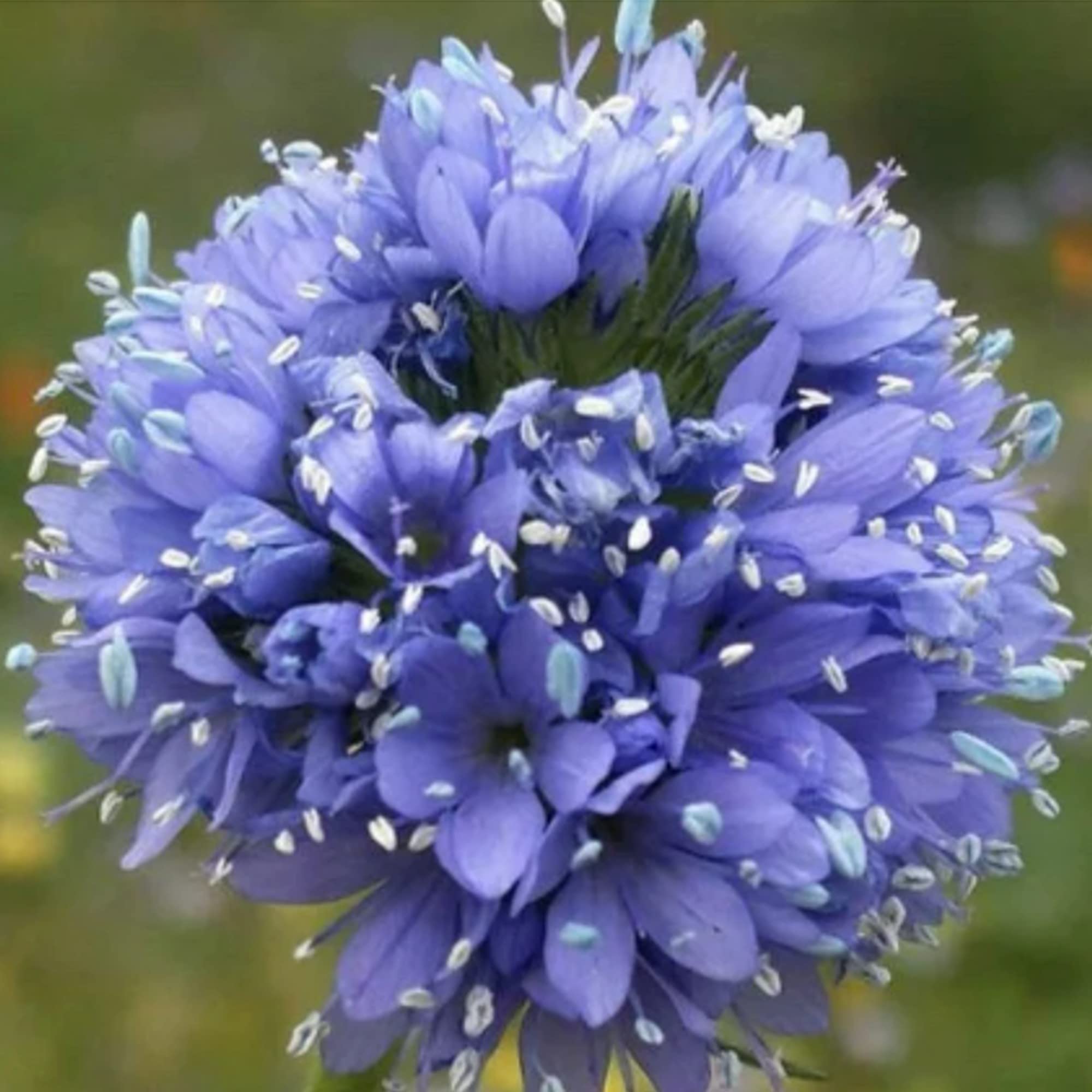sabbatical⭐︎GILIA SABBATICAL GILIA Sandstone – WAFUU JAPAN