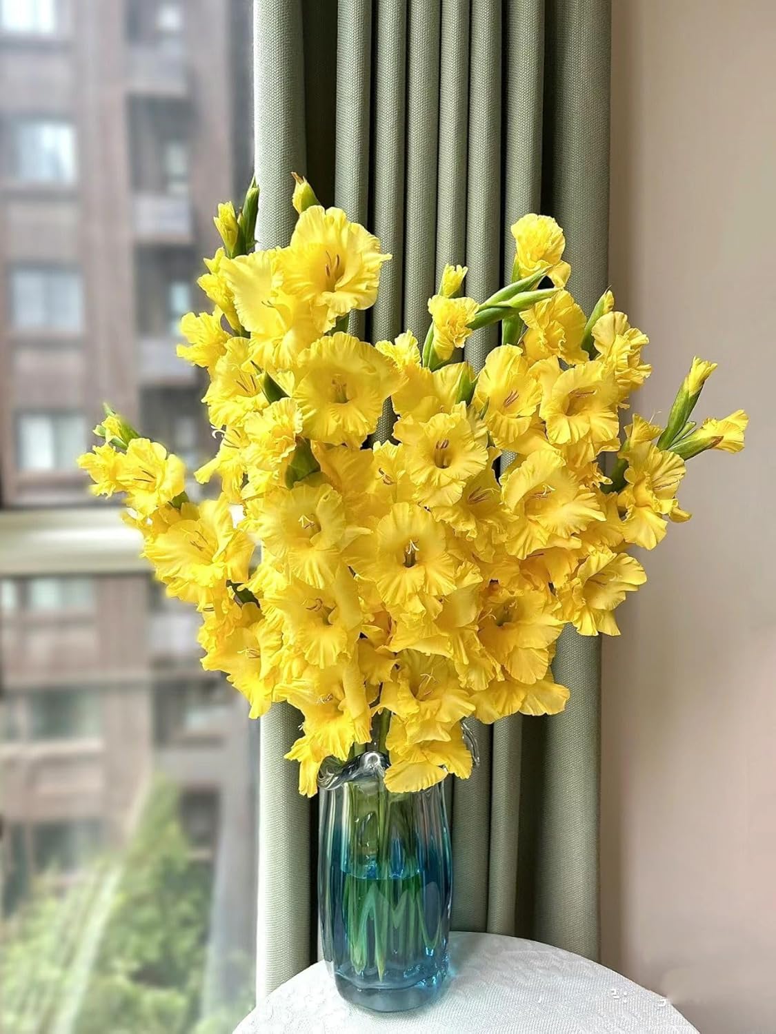 19 Stems Yellow Gladiolus Fresh Cut Flowers Bouquet Gifts for Birthday, Anniversary Friendship and Love Flower Arrangement