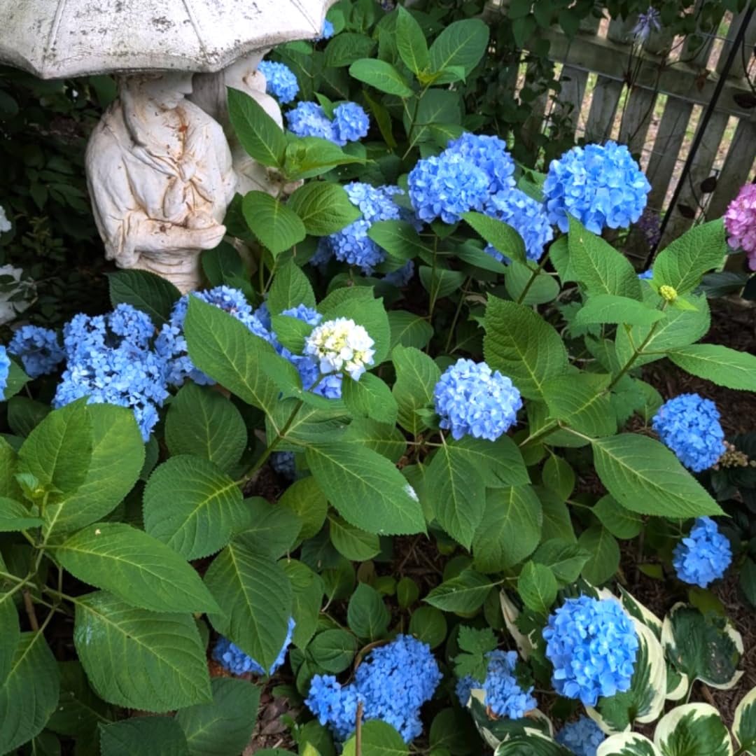 Blue Hydrangea Tree Amazon.com : Blue Pink Hydrangea Bush Plant Tree