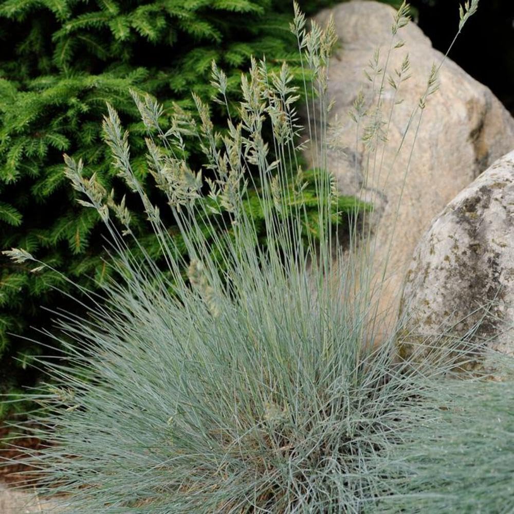 Elijah Blue Fescue
