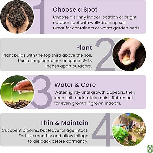 Miniatura 6 de Picasso Amaryllis  Bombilla de raíz desnuda de 10.2-11.0 in  Blanco picotee con bordes rosados y rojos  Elegante exhibición floral  Ideal para