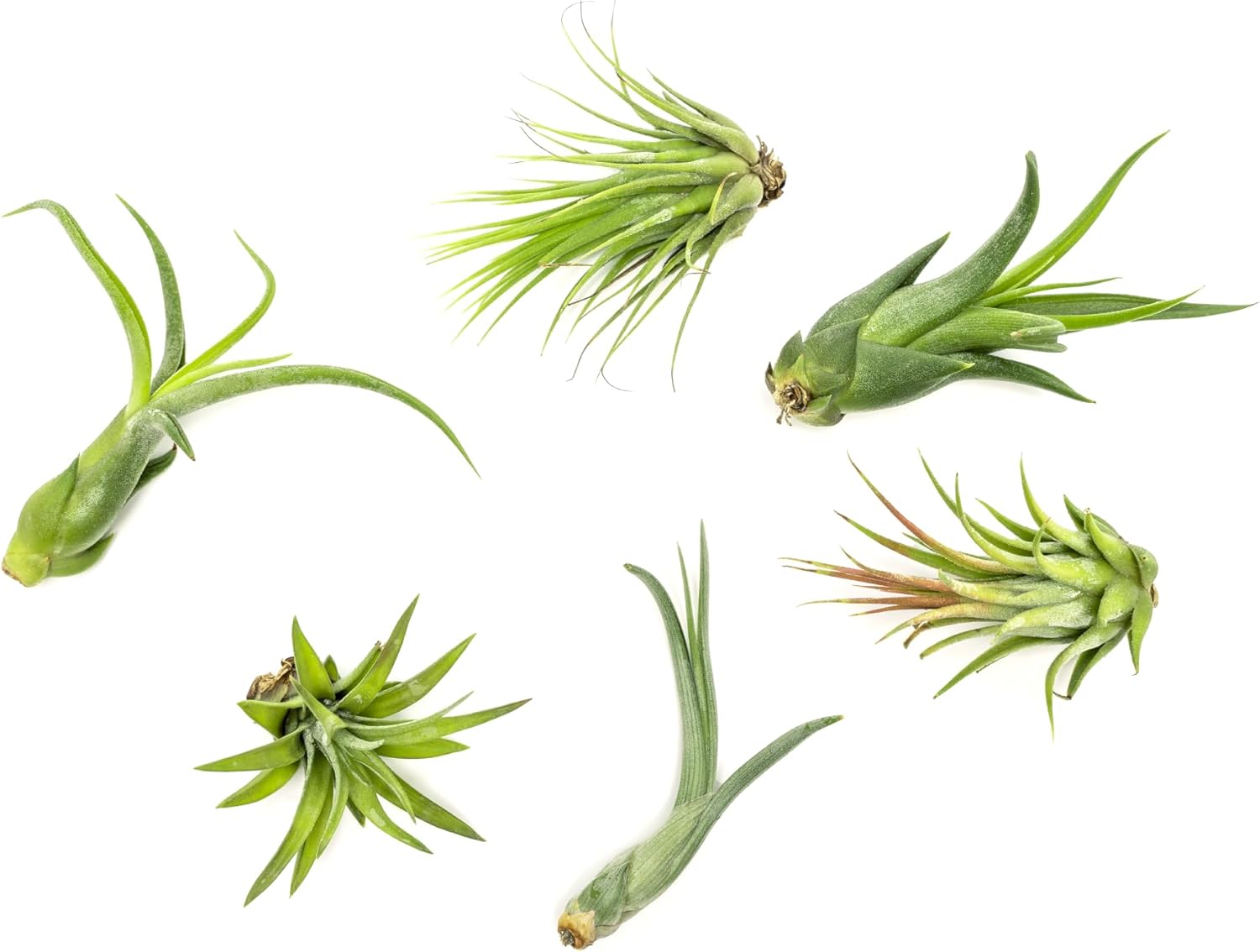 Tillandsia Air Plants Live Indoor Plants (6PK), Airplants Variety Live
