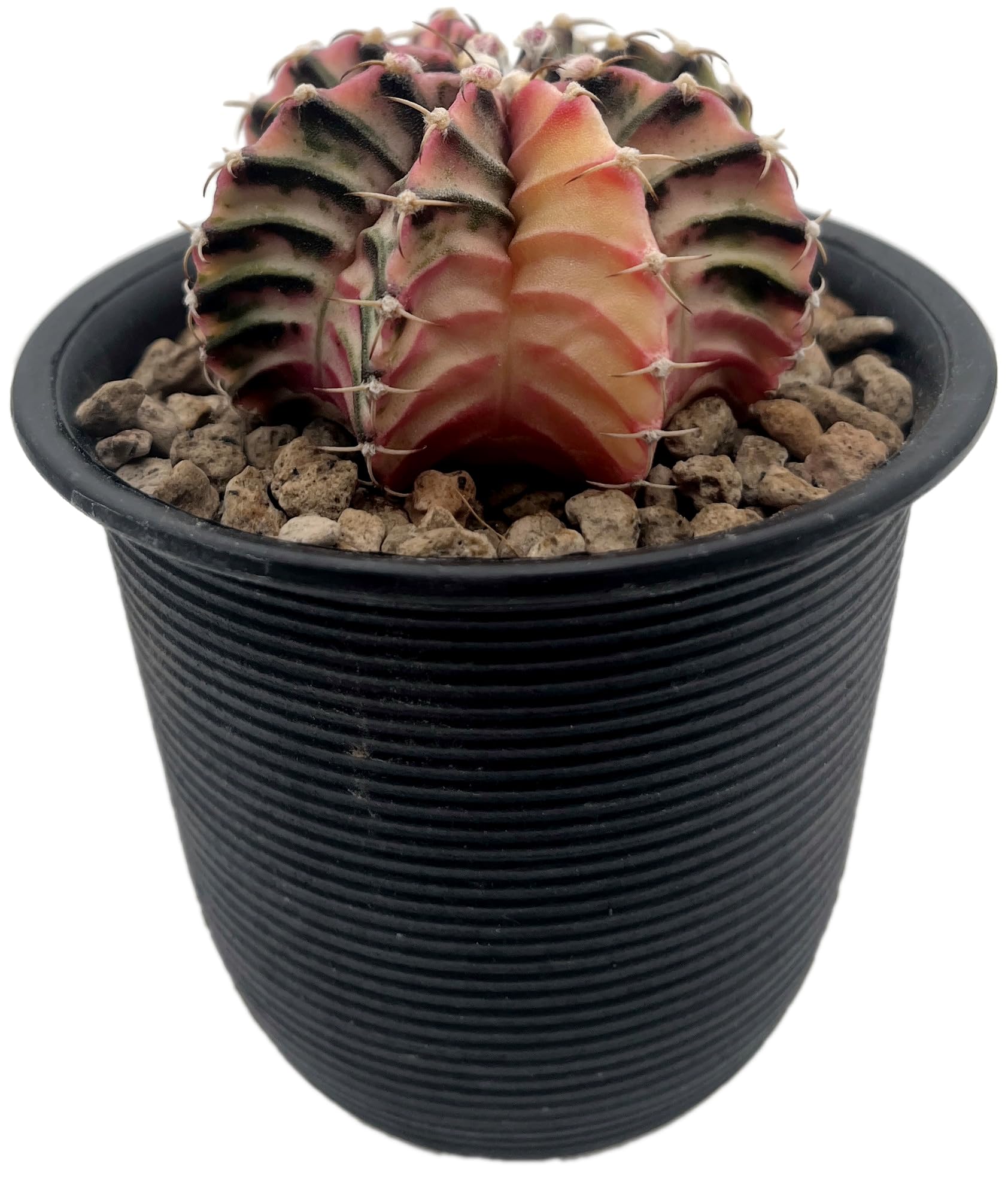 Gymnocalycium mihanovichii variegata - Mixed Clone - bunter Kaktus im Ø 9 cm Topf - exotische Zimmerpflanze - pflegeleichte Sukkulente
