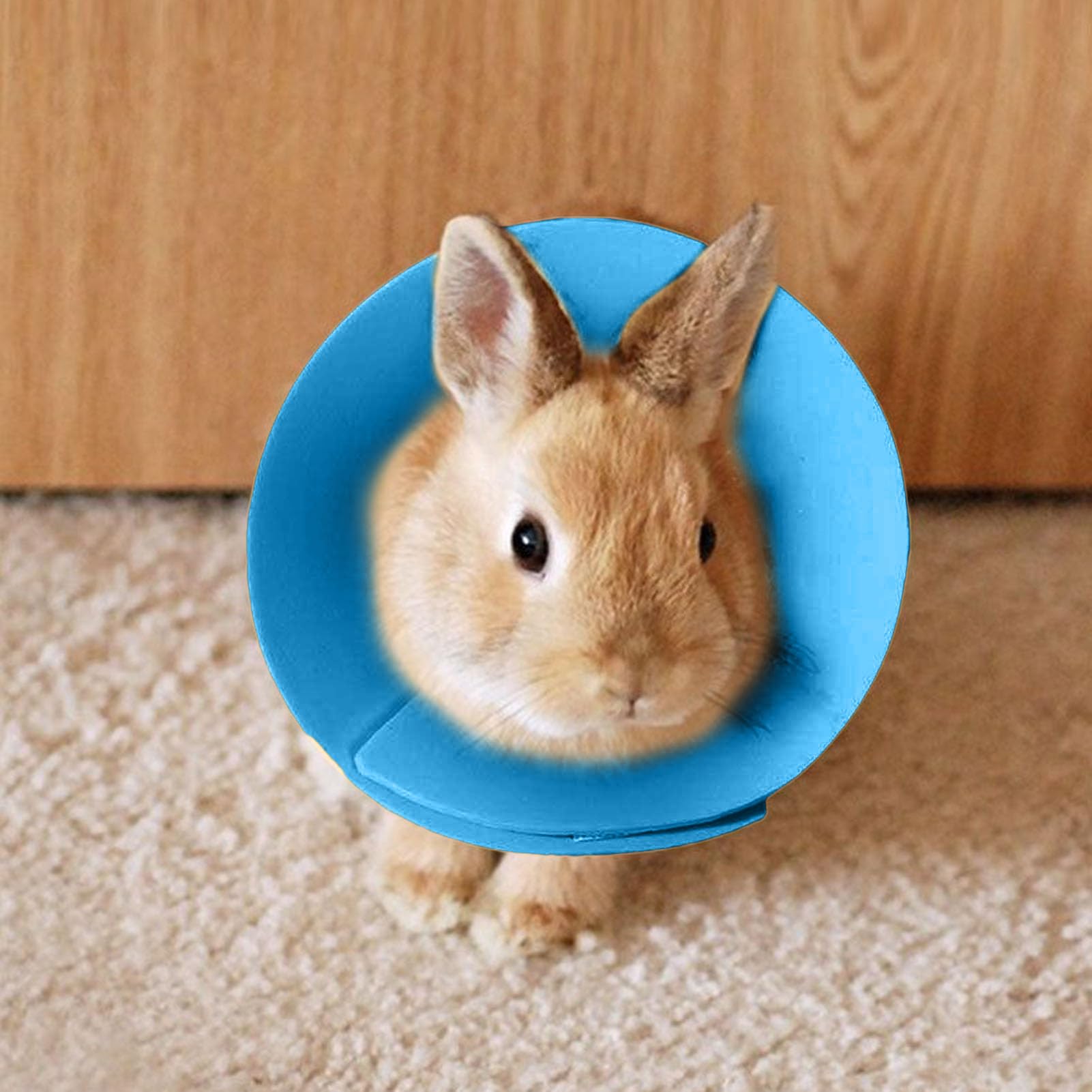 Collier conique pour hamster – Collier de protection pour oiseaux pour perruche, collier réglable pour protéger les voyages, la prévention des plaies, chat, lapin, perroquet, furet
