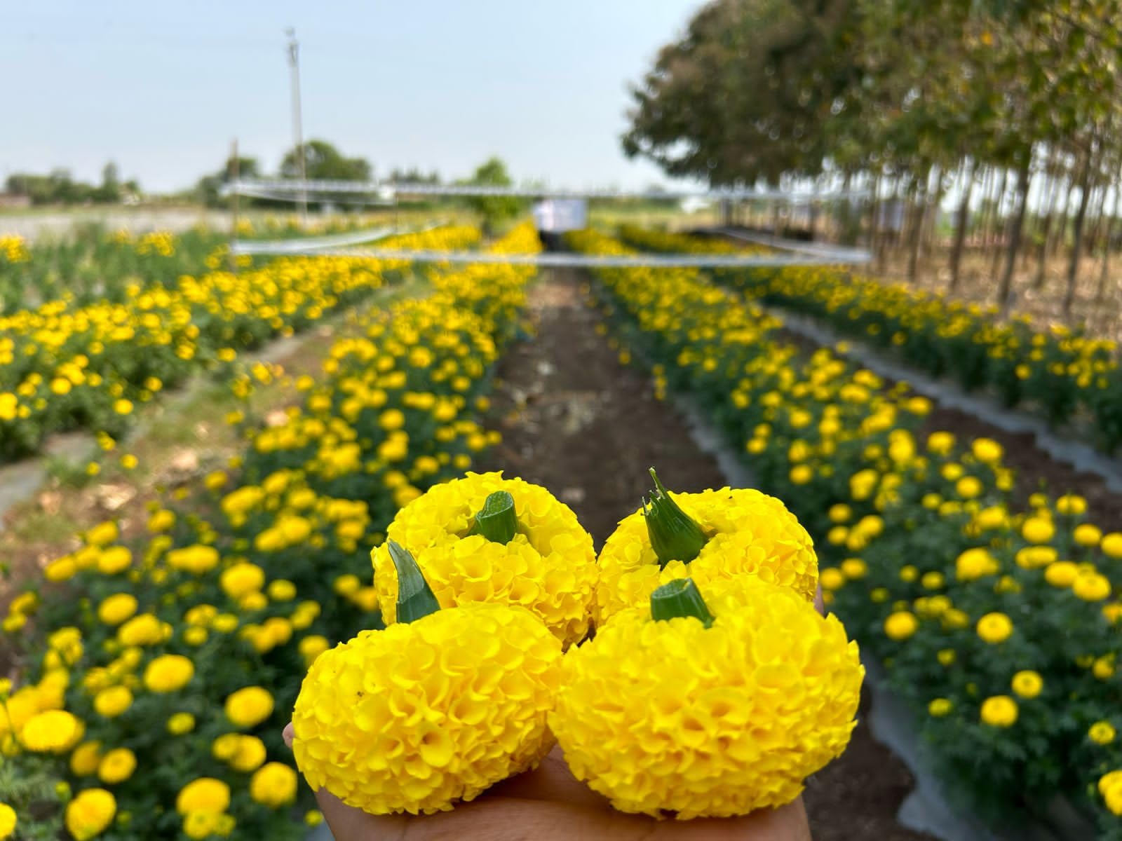 Shine Brand Seeds Marigold Brezza Yellow F1 - Genda Fool Ke Beej