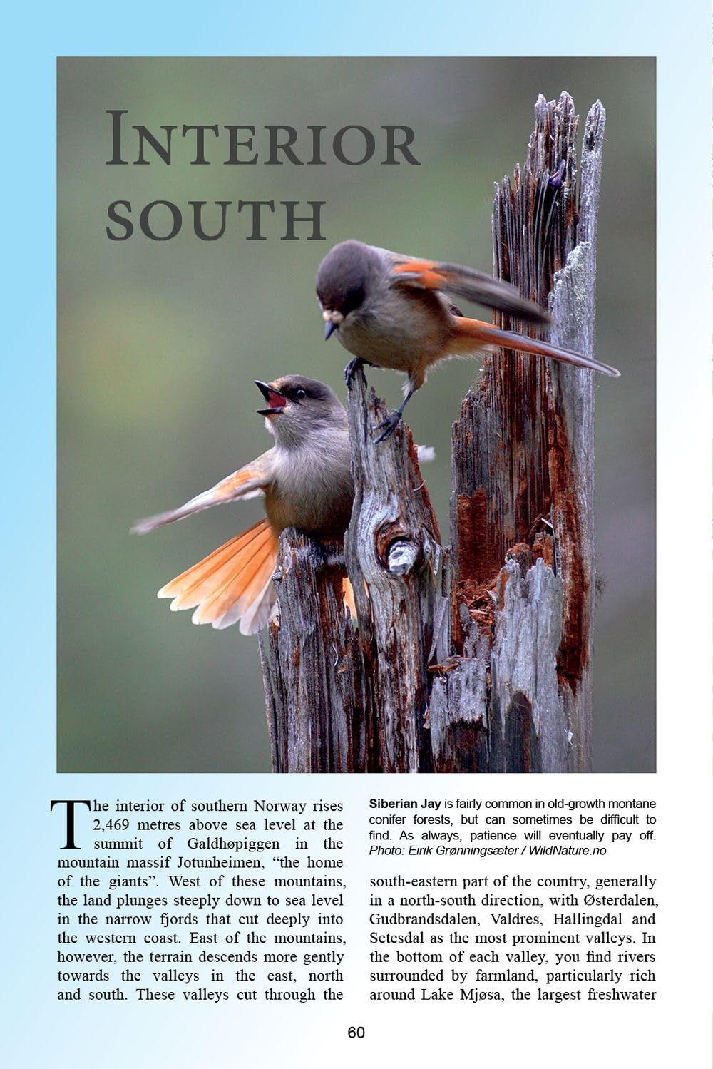 A Birdwatcher's Guide to Norway: Where, When and How to Find Scandinavia's Most Sought-after Birds      Paperback – July 1, 2024