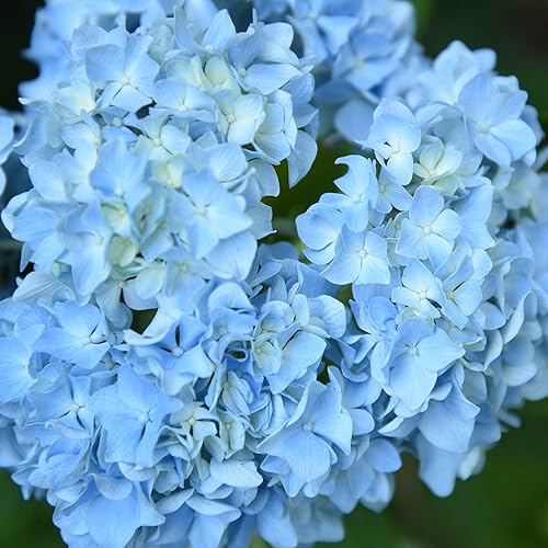 Miniatura 5 de Hortensia Penny Mac en maceta de 3 galones  Reflorece durante la primavera y el verano  Floraciones que cambian de color