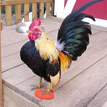 Amazon.co.jp: vomvomp 2本パック アヒルスプリント 鶏肉用補足脚 折れ Amazon.co.jp: vomvomp 2本パック アヒルスプリント 鶏肉用補足脚 折れ