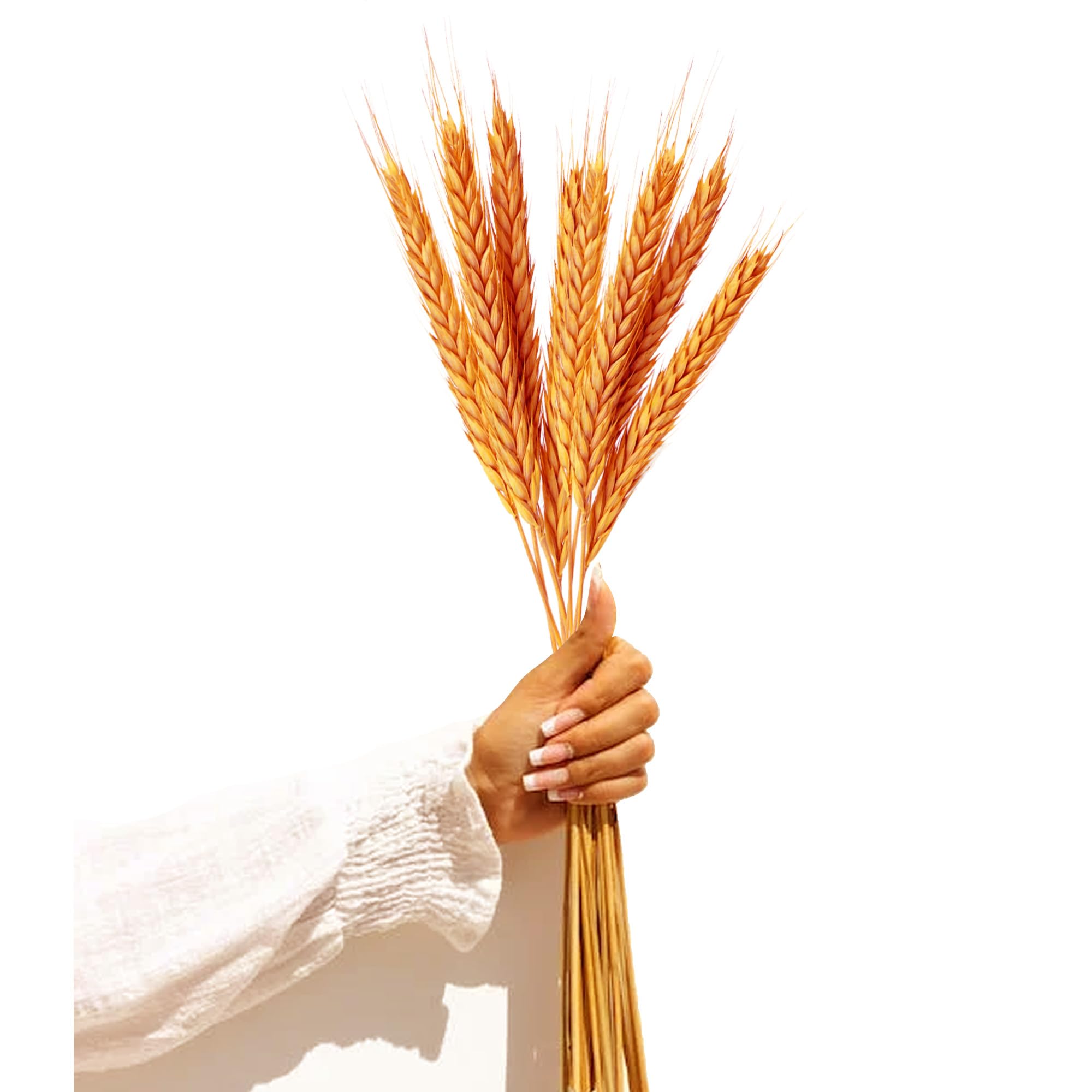 XTORE Dried 8 Pcs Wheat Grass for Home Decoration (Pack of 8, Yellow & Orange)