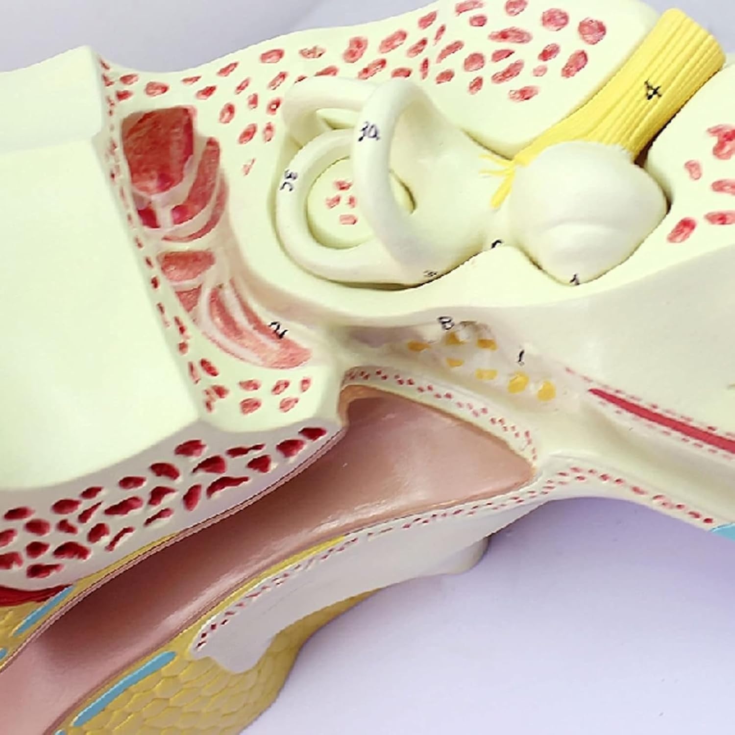 5 Times Enlarged Human Ear Anatomy Model, Human Ear Teaching Model with Numbers Indication, Detachable Ear Structure Simulation Teaching Aids, PVC Material, for Medical Research