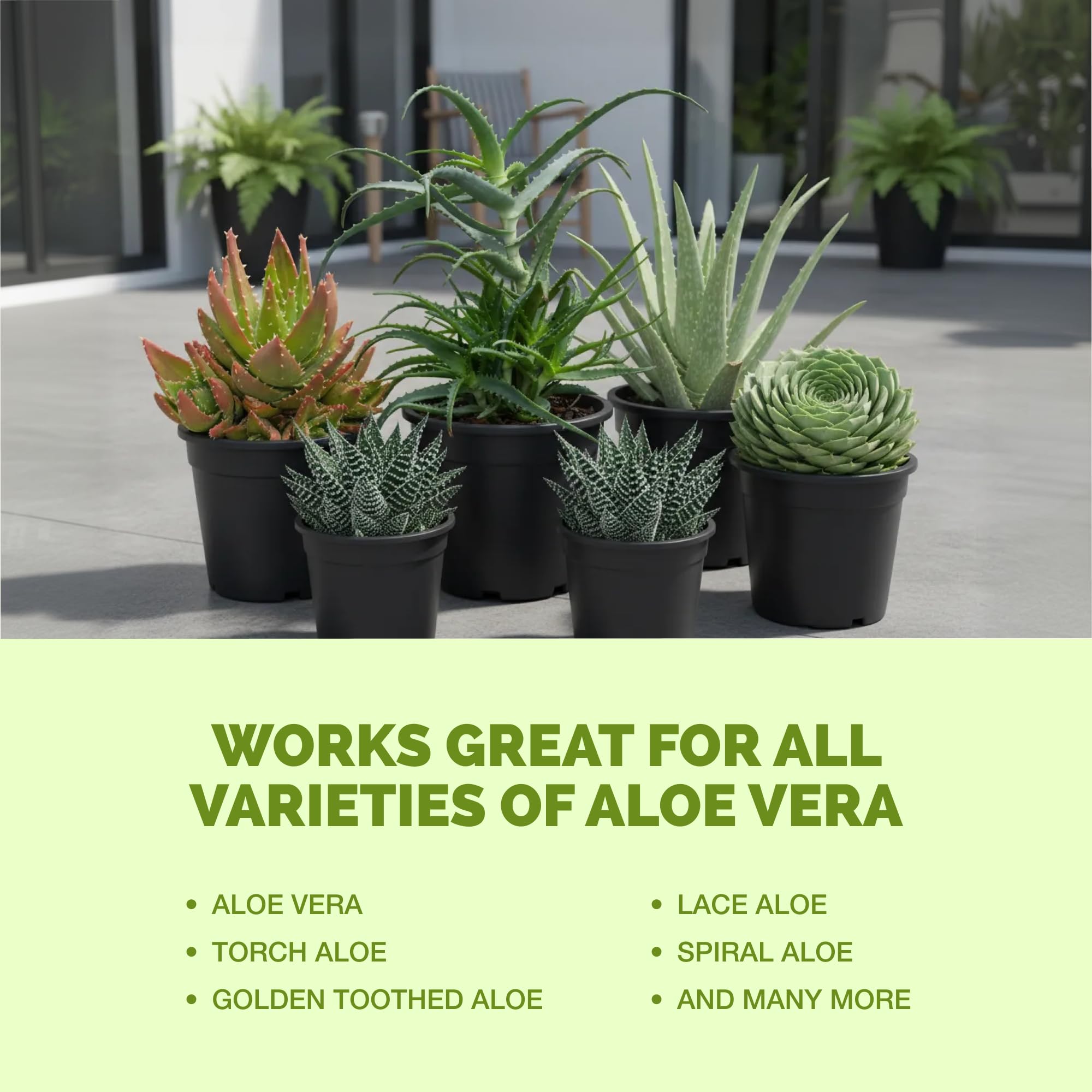 Amazon.com : Aloe Vera Fertilizer for All Aloe and Succulent Plants, Liquid  Plant Food 8 oz (250mL) : Patio, Lawn & Garden