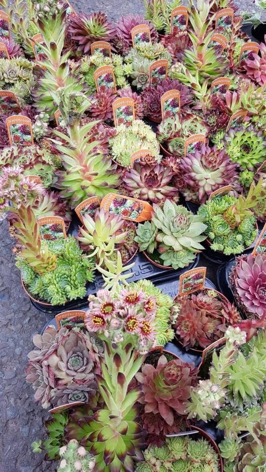 Trio of Large Sempervivum (Houseleek) – 3 x Random Variety Succulent in 10.5cm Pot – Garden Ready Hardy Outdoor Plant