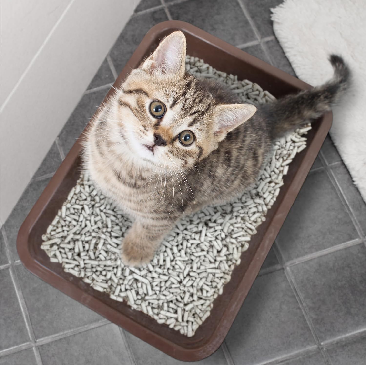 Breeder Celect® | 99% Recycled Paper Cat Litter Pellets | Highly Absorbent | Odor Control | Controls Odors Naturally | Natural and Nontoxic | Low Dust and Easy to Clean | 7 lb Bag 4 71KDO3g83XL. AC SL1500
