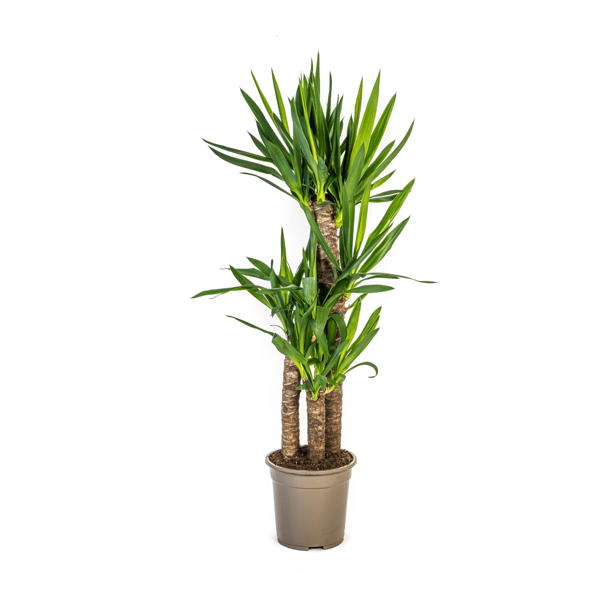 Yucca Elephantipes Riesen-Palmlilie Zimmerpflanze Ø21 cm 110 cm