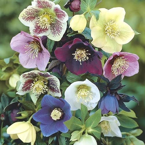 Miniatura 3 de Mezcla de rosas cuaresmal de lujo, raíces de plantas perennes de raíz desnuda inactiva (paquete de 5)