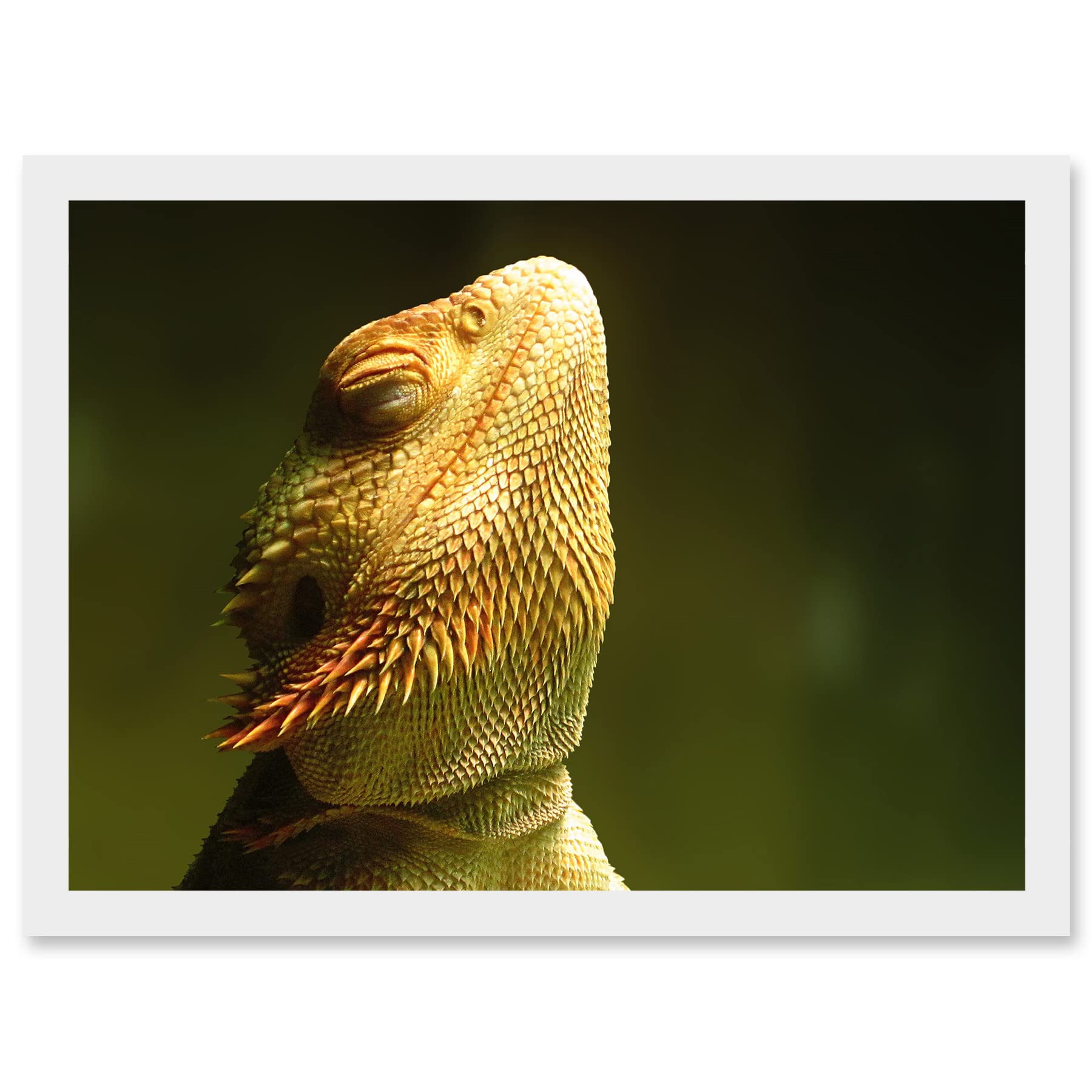 Artery8 Bearded Dragon Reptile Sunbathing A4 Artwork Framed Wall Art Print