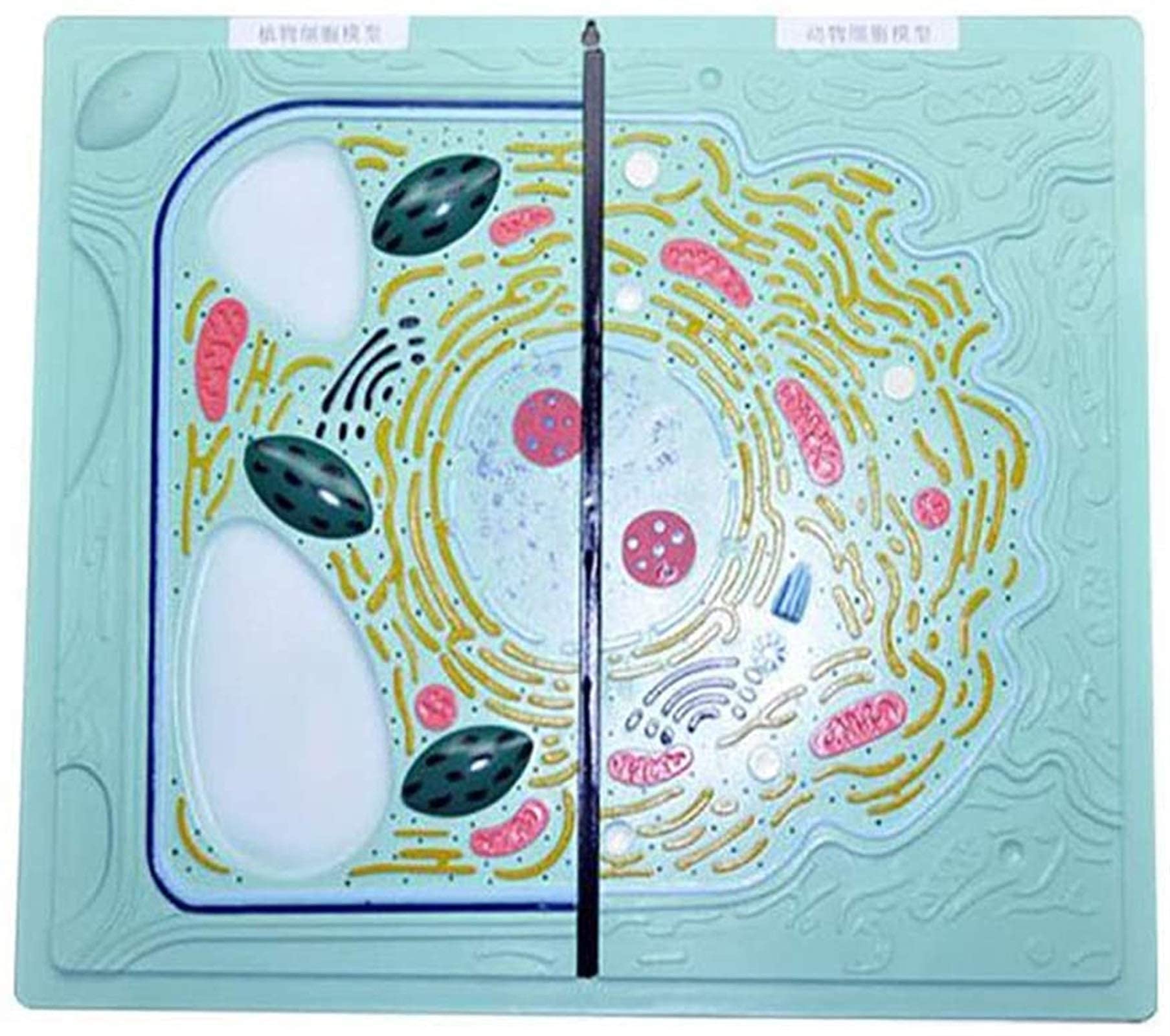 Buy Study Model Animal Cell Contrast Model Medical Anatomical Animal