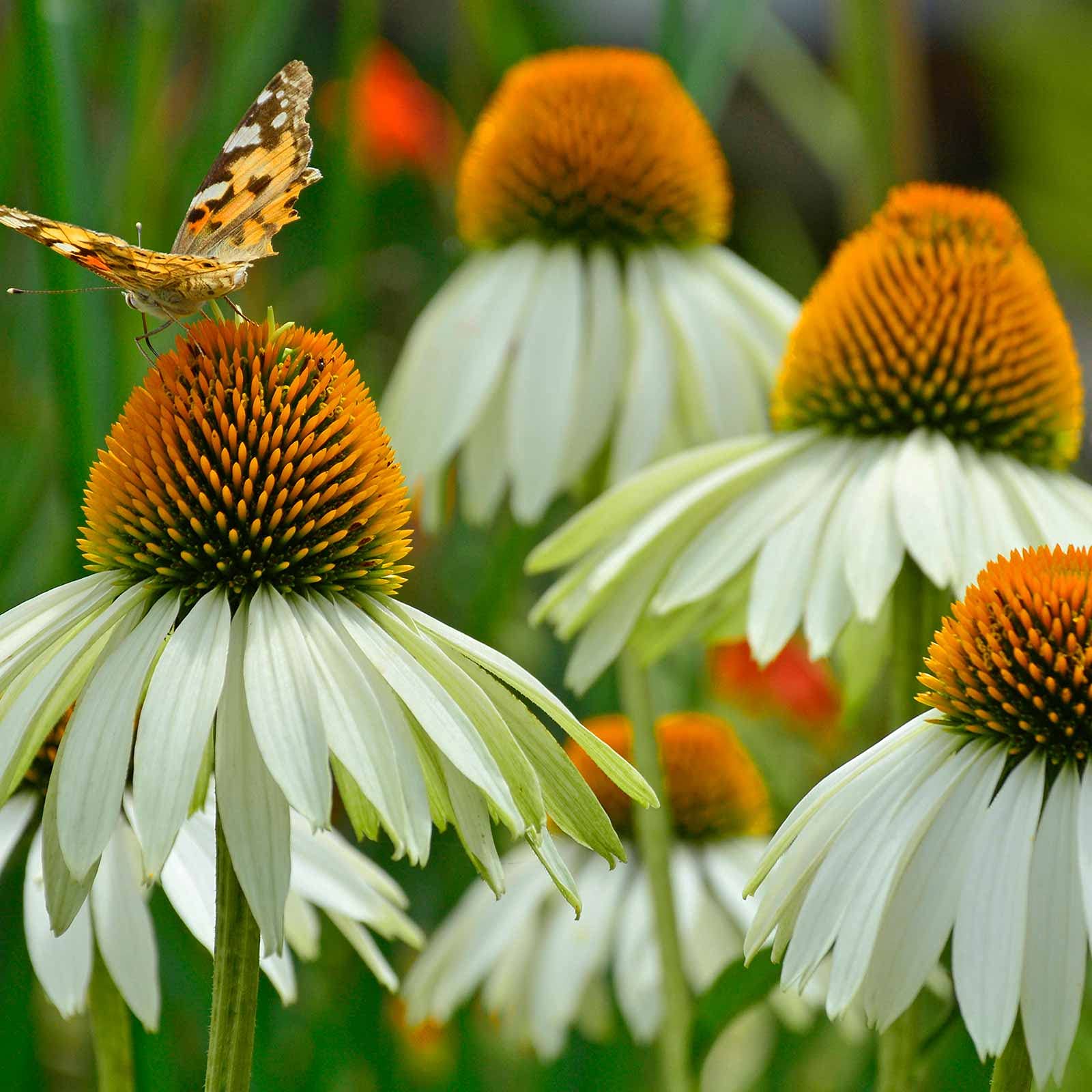Mountain Valley White Swan Echinacea Seeds