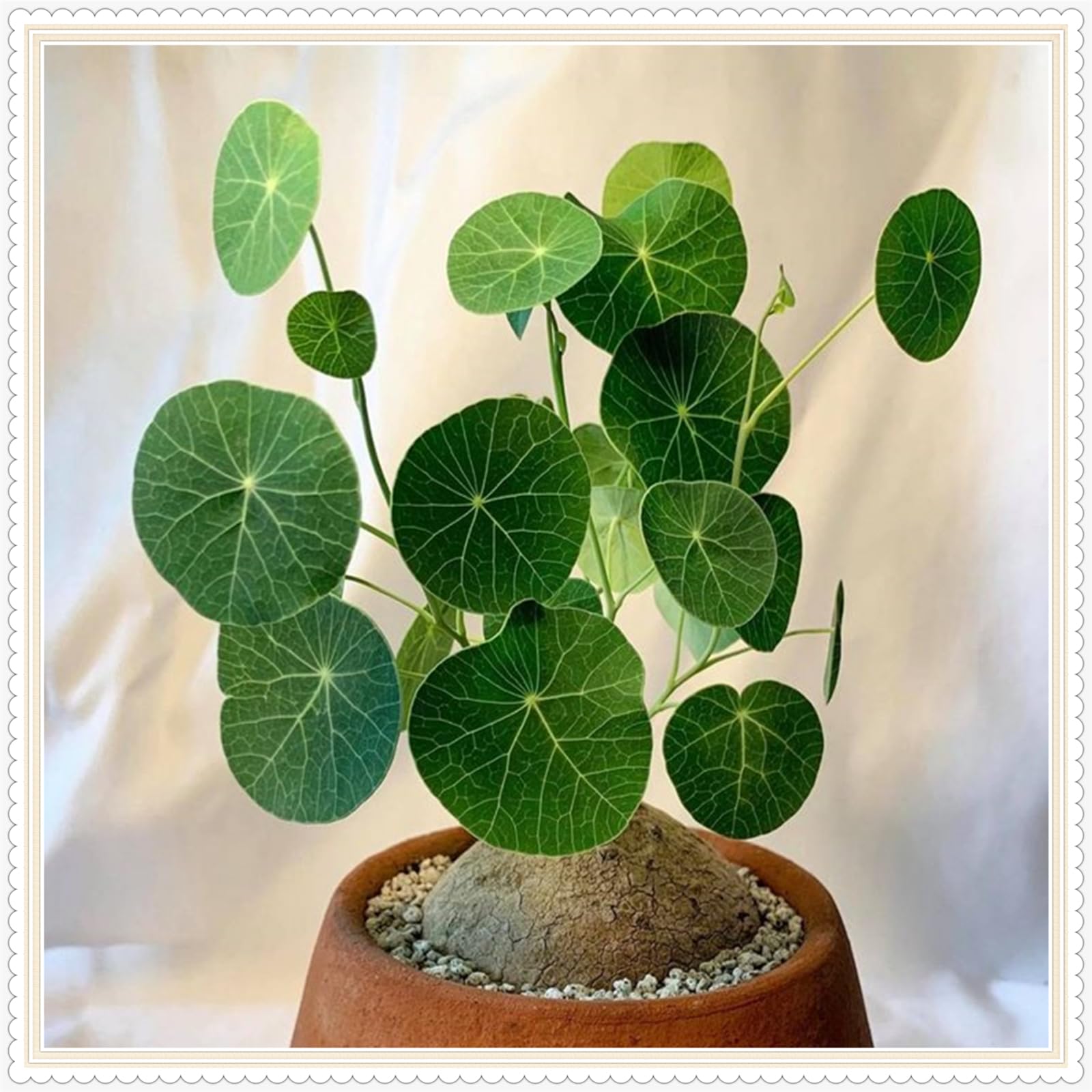 Stephania erecta Live Plant,Stephania erecta Bulb, Plants/Rhizome/Ornamental- Stephania erecta Bulbs, Rhizome Excellent Display Indoor Perennial Balcony Garden Bulbs -2Bulbs-J