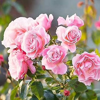 ROSE☆ROSE Delta Zeta - Pink Roses, 40cm – Flowers For Fundraising