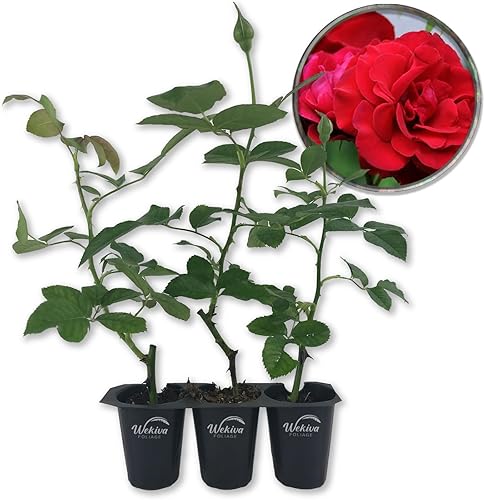 Don Juan Rose Bush - 3 plantas de inicio en macetas de 2 pulgadas - Rosa herencia bellamente fragante de Florida - Una belleza versátil con una rica