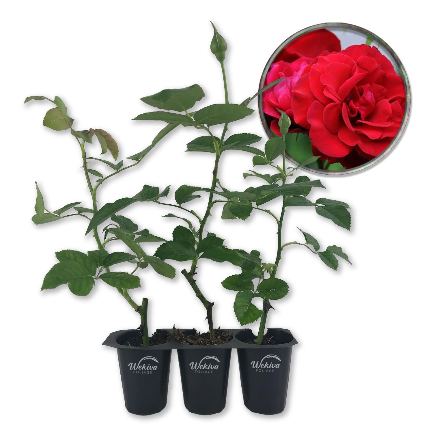 Don Juan Rose Bush 3-Pack