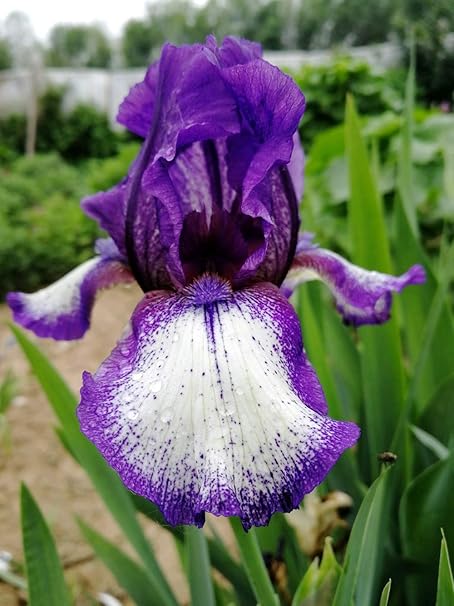 Amazon アイリス球根 花は雄大で 消費者に人気のある花は 咲くととても華やかです 異なる 紫と白 6球根 花