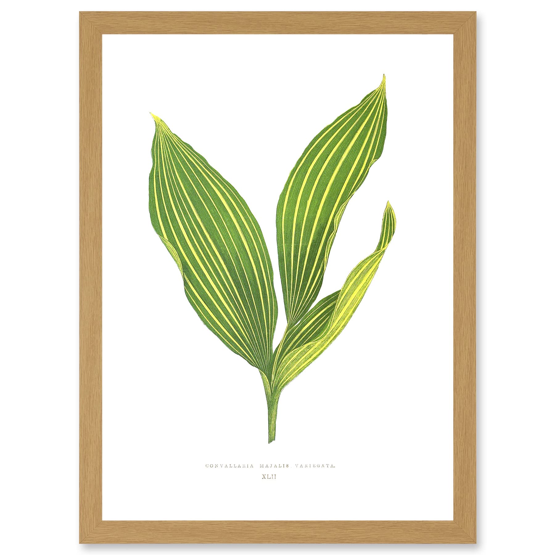 Leaf Convallaria Majalis Variegata Lilly of the Valley Artwork - Framed Wall Art Print A4 - Artery8