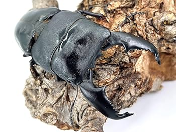 【サービス品@980〜】オオゴマダラジカ(多頭) 奇蟲屋 榊（タランチュラ通販店）