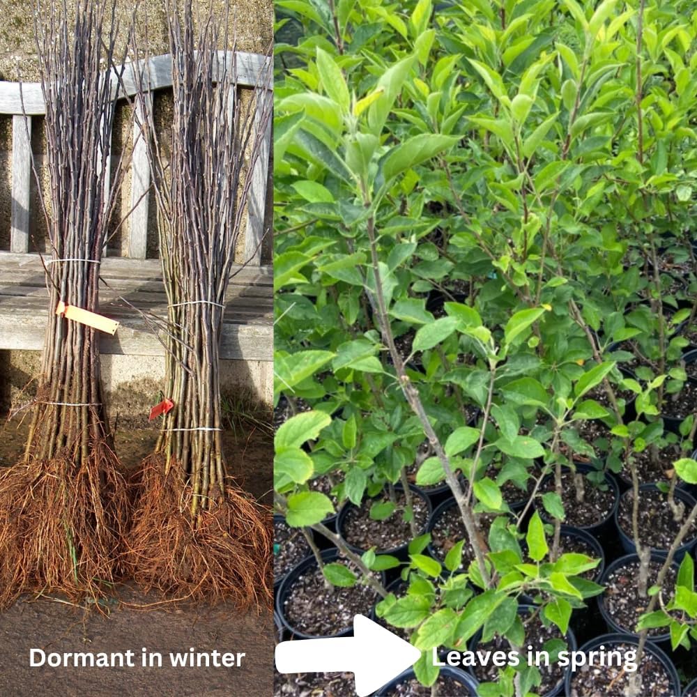 Black Apple Tree Live Plant for Planting, 18-24 Inch Height, Bareroot, Sweet Apple Plant Live for Planting, Live Apple Tree Plant, Black Apple Fruit Tree