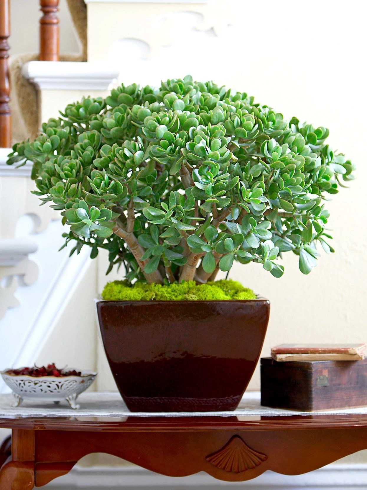 Cloud Farm Crassula Ovata, Jade Succulent Big Leaf Lucky Feng Shui Indoor House and Office Plant CF_63 (B0BGFN8FM2) Amazon Price History, Amazon Price Tracker