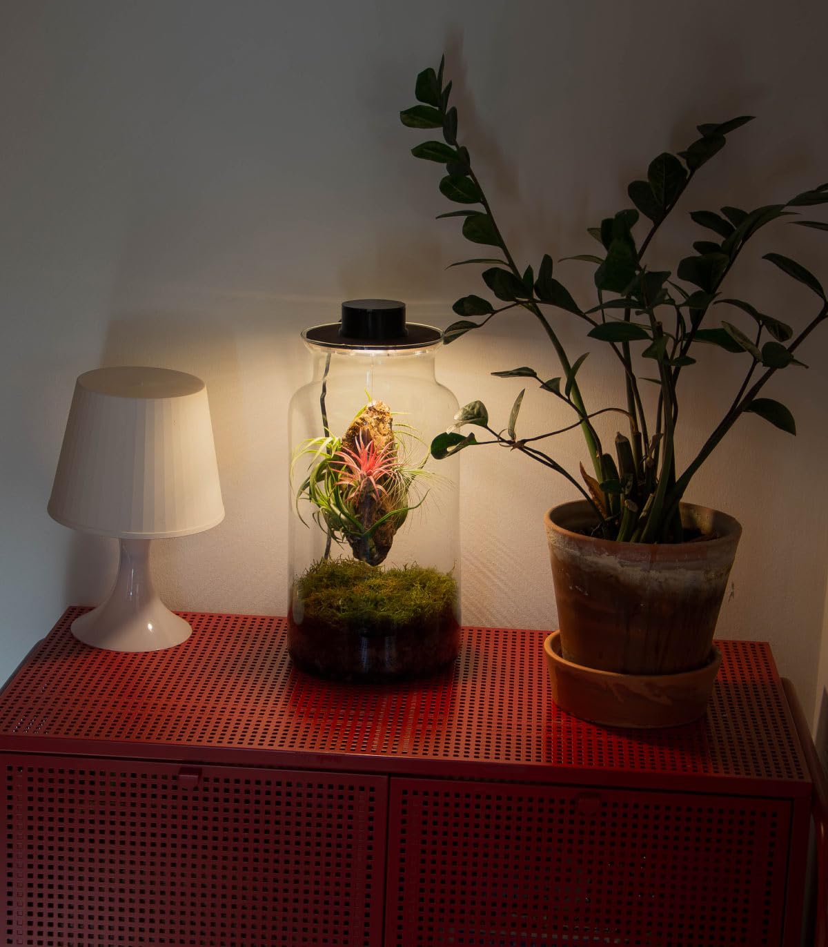 Jardin en Botella Eter - Terrario Plantas Vidrio Transparente Tapa con Foco LED | Kit Jardin en Botella Todo Incluido Plantas de Aire Naturales en Raiz de Olivo