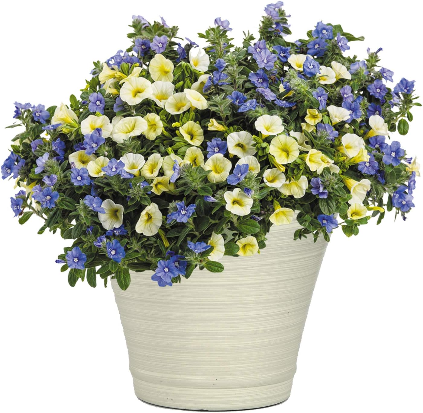 Classic Home and Garden 12" Doherty Pot - Grained White