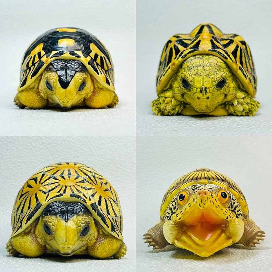 猫とカメの楽器フィギュア4体セット Amazon.co.jp: 動物星球フィギュア 亀コンプリートセット : おもちゃ