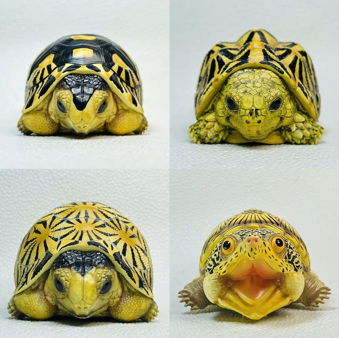 Amazon.co.jp: 動物星球フィギュア 亀コンプリートセット : おもちゃ 