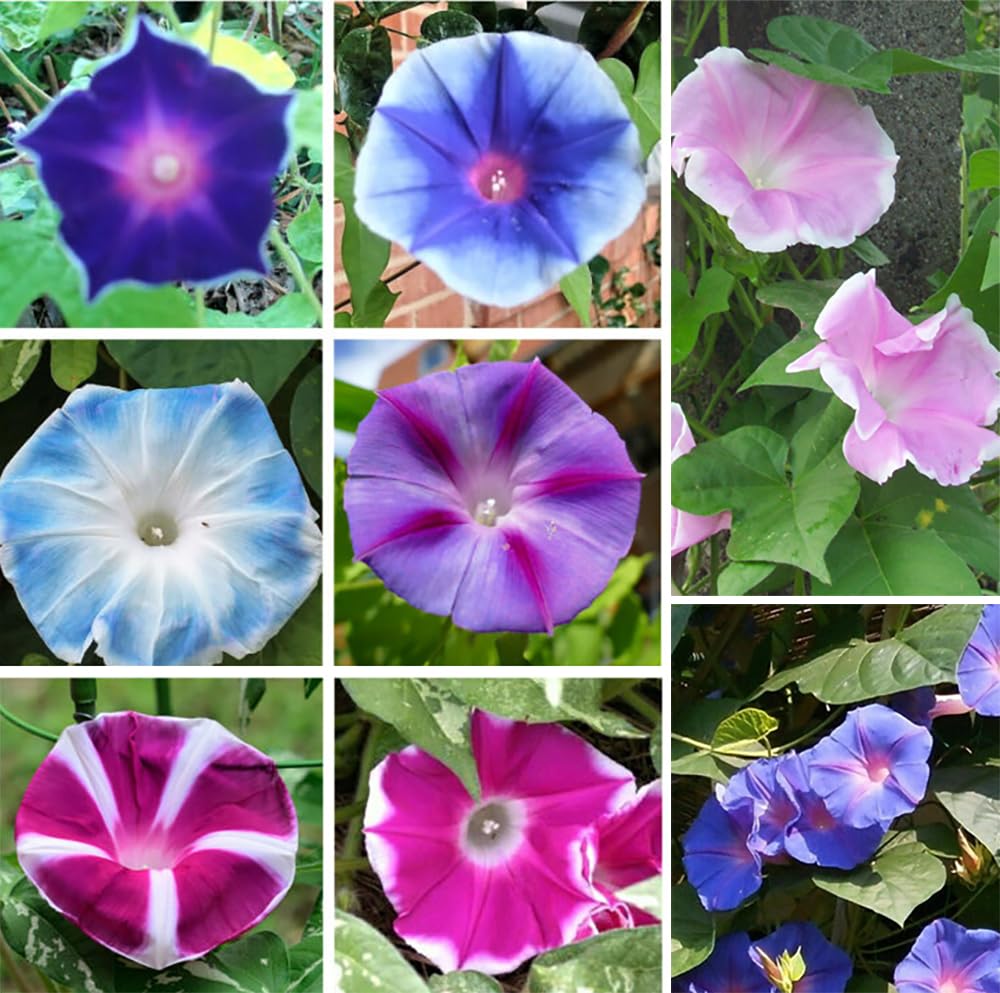 Amazon.com : Mixed Japanese Morning Glory Seeds Flowers Ipomoea