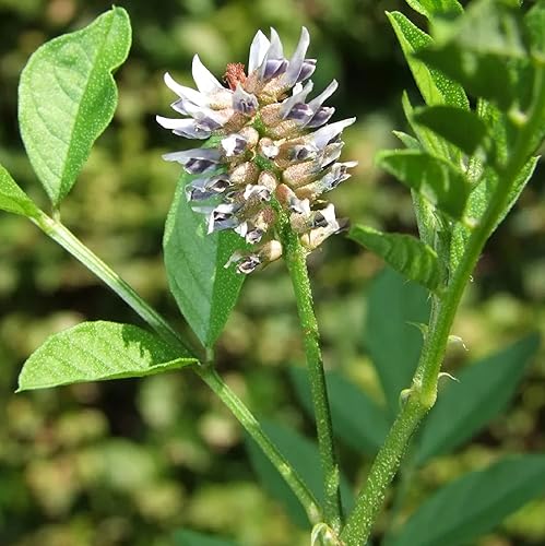 CHUXAY GARDEN Regaliz, regaliz, Glycyrrhiza Glabra 20 semillas de hierbas perennes leguminosas plantas de condimentos ideales para contenedores