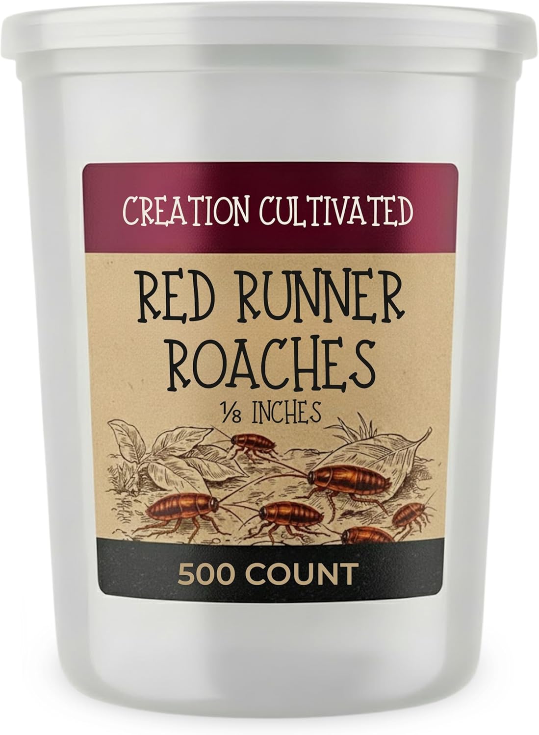 Generic Red Runner Roaches (500+ Nymphs) / Turkestan Roaches / Live Feeder Insects / Cricket Replacement / Starter Colony