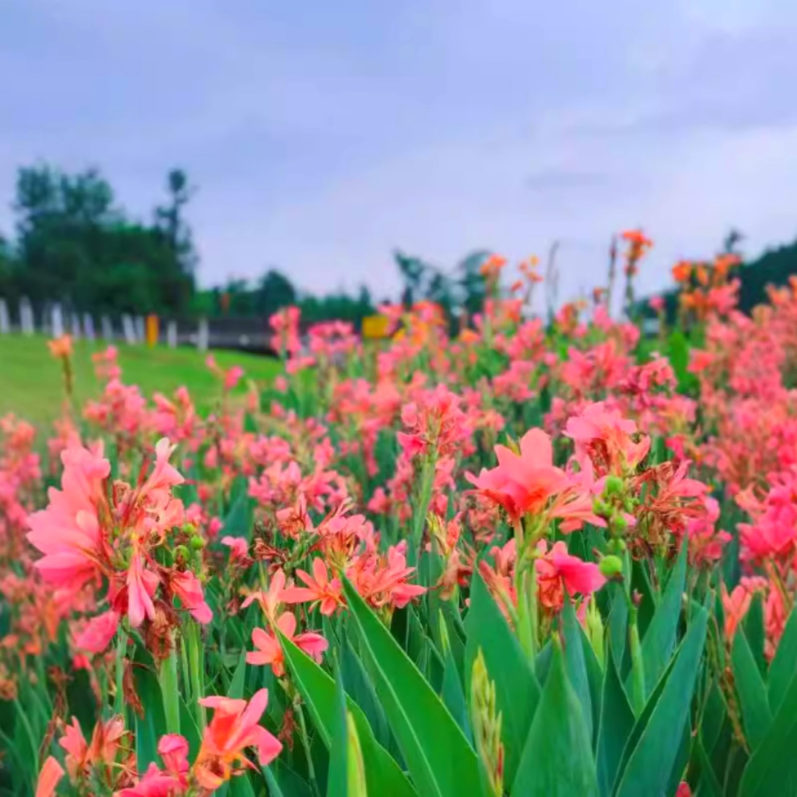 Hardy,Giant Canna Lily Bulbs,Perennial,Professional for Brilliant Garden Displays-2 Bulbs-C