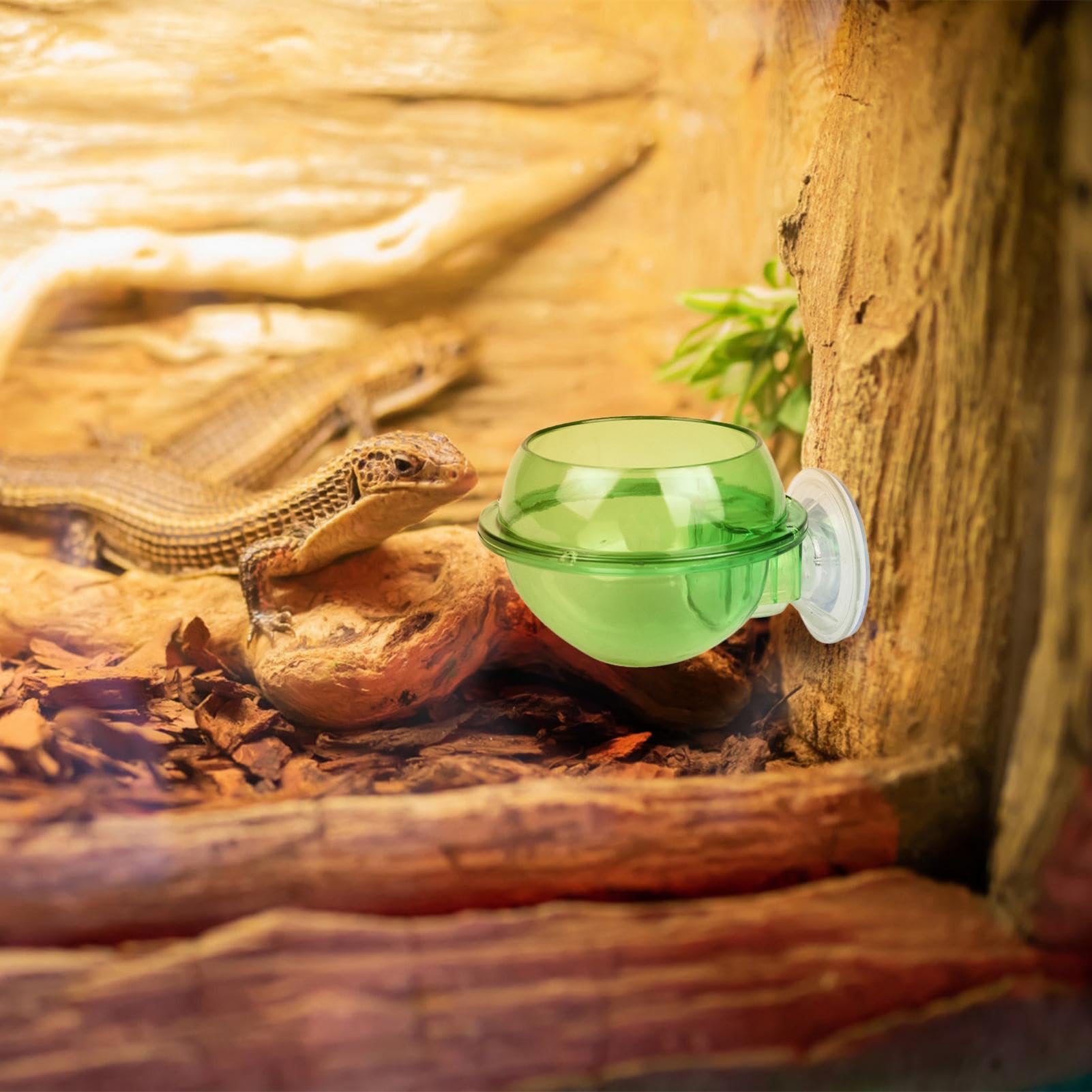 Chamäleon-Futterschale Transparent & Auslaufsicher – Ideal Für Geckos, Bartagamen & Reptilien