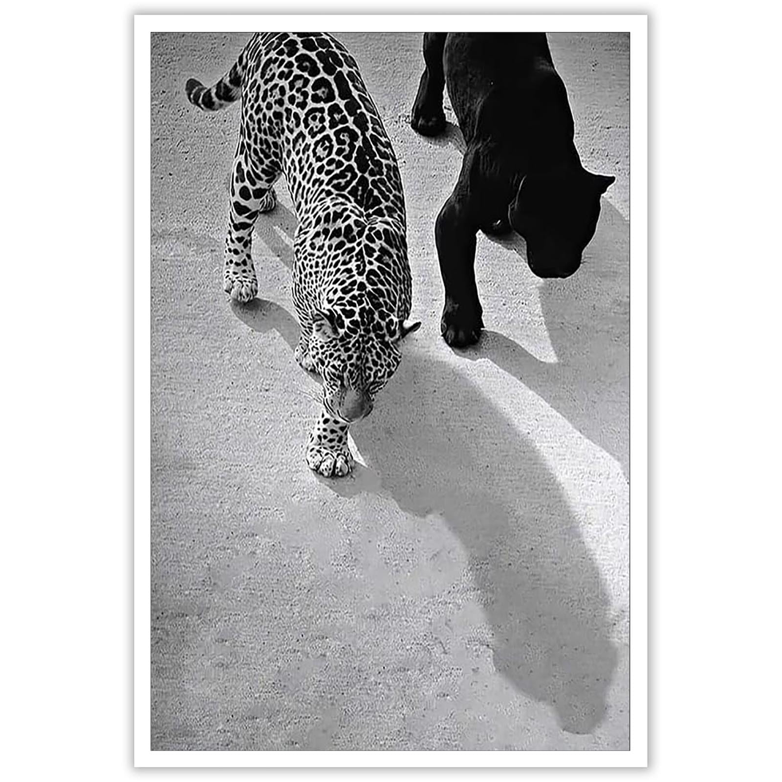ZHIXQMG Black And White Vintage Leopard Poster Cheetah And Jaguar Walking Canvas Wall Art Big Cat Print Animal Wild Prints Painting For Feminist Hot Girls Bedroom Dorm Wall Decor 12x16in Unframed
