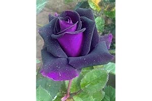 Bonsai Roses: A Burst of Vibrant Purple